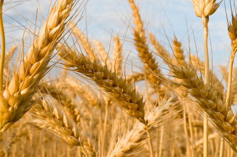 Shooting wheat (er, oats) - Morganica